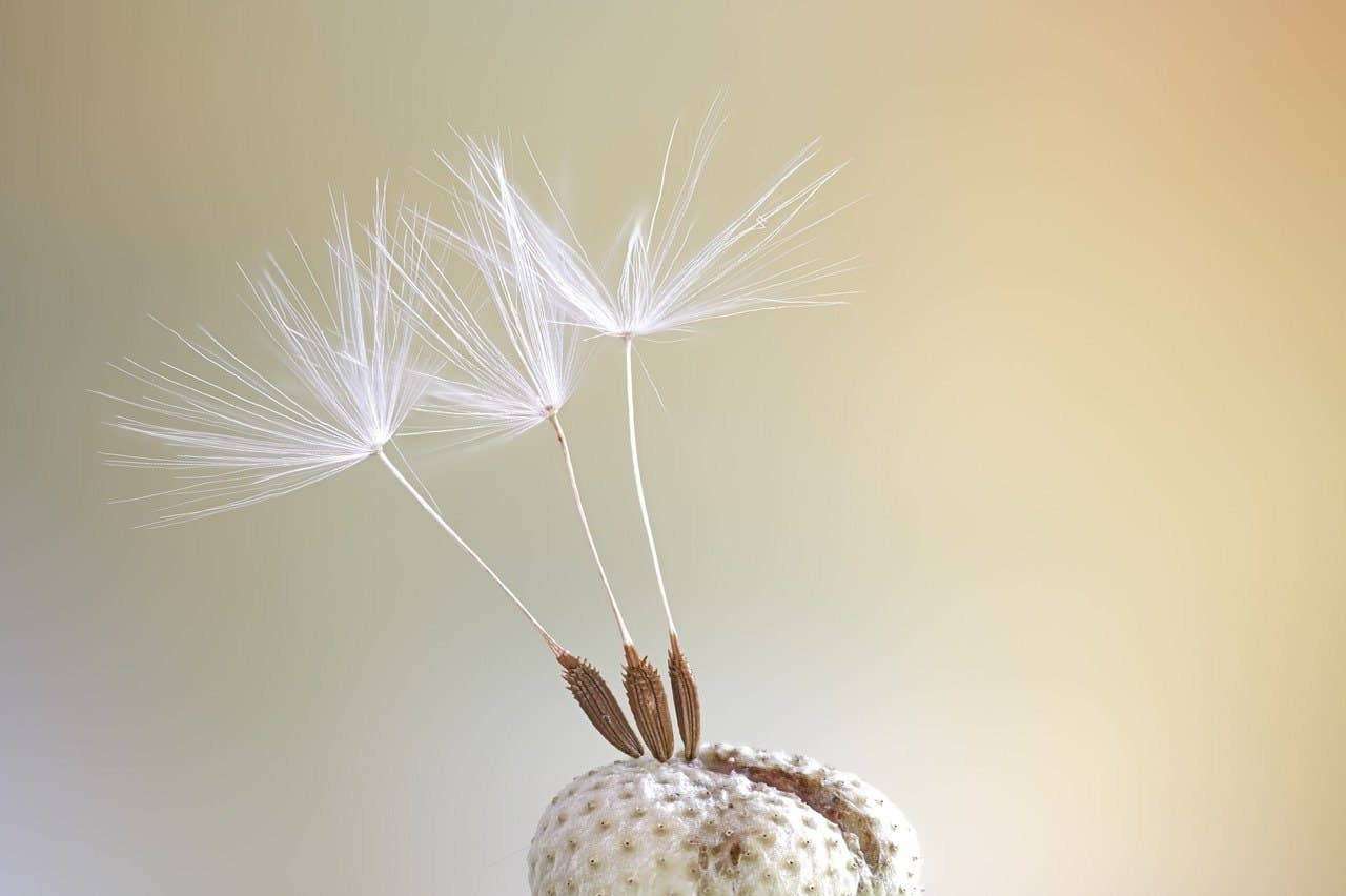 Dandelion bloem met delicate zaadpluimen op een zachte achtergrond
