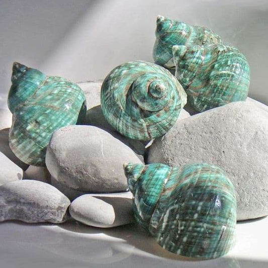 Schelpen